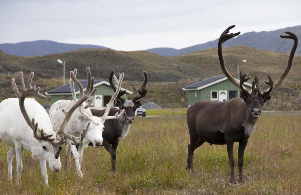 北角露营酒店 Nordkapp 客房 照片