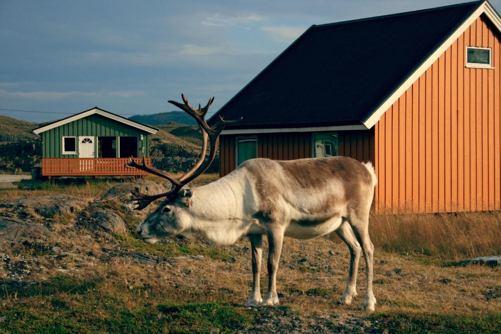 北角露营酒店 Nordkapp 外观 照片